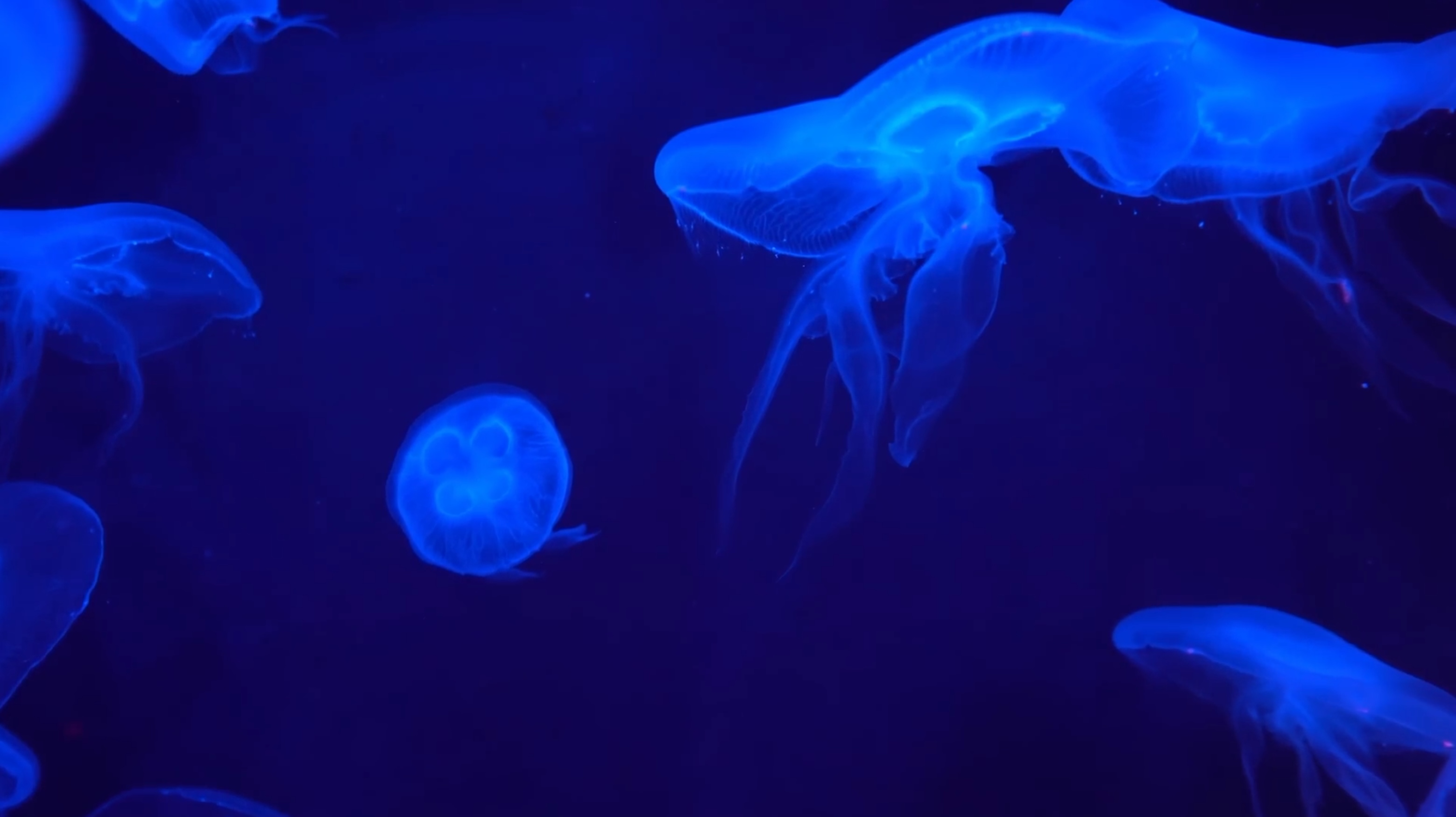 Jelly Fish