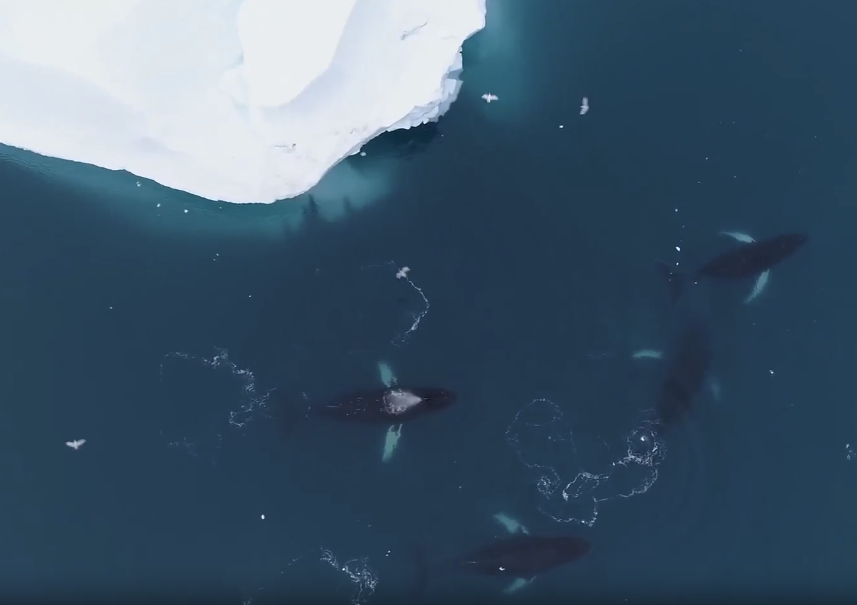 Whales